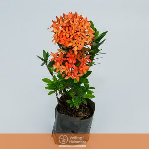 IXORA MINI AMARELO SAQ 30 – Garden Flower