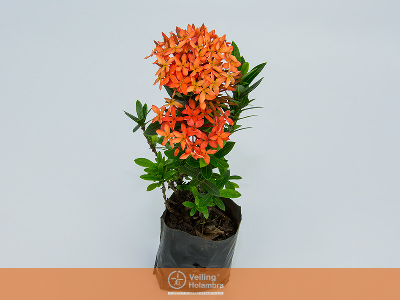 IXORA MINI VERMELHO SAQ 30 – Garden Flower