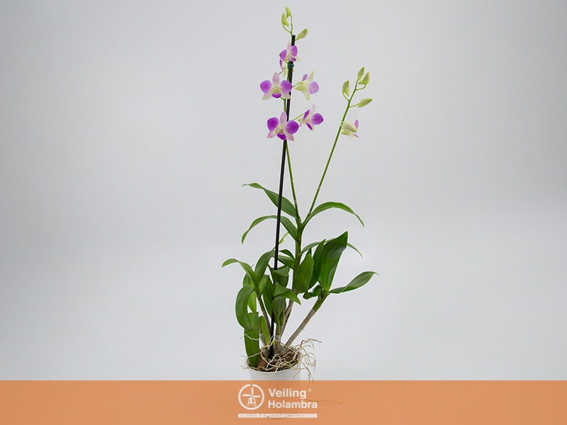DENPHALAEN P13 2 HT VARIADO – Garden Flower